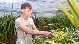 [Ảnh] Mùa lan "di cư"