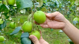 [Ảnh] Nông dân Bát Xát vào vụ thu hoạch táo xanh