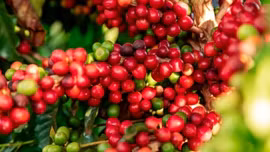 Giá cà phê hôm nay 23/7: Giá cà phê Robusta và Arabica cùng giảm nhẹ