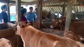 Hội thảo Khoa học Chăn nuôi và Thú y toàn quốc 2026 diễn ra ngày 27 - 28/3