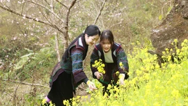 Mùa xuân trên “cổng trời” Tả Pa Cheo