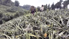 Bát Xát nâng cao giá trị cây dứa bằng đổi mới kỹ thuật