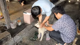 Bảo Yên và Bản Liền đẩy mạnh tiêm phòng vắc xin, khử trùng môi trường chăn nuôi đợt I năm 2026