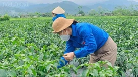 Cầu Thia: Kinh tế khởi sắc từ dân vận khéo