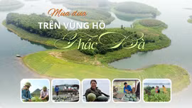 Mùa dưa trên vùng hồ Thác Bà