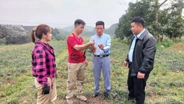 Dược liệu - gieo mầm xanh hạnh phúc ở Hồng Ca