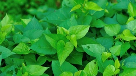 Hợp chất sinh học trong rau khoai lang phòng ngừa ung thư