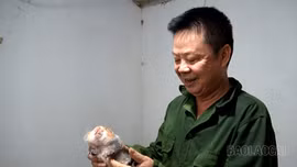 Cựu chiến binh Lương Đức Thuận phát triển kinh tế hiệu quả với mô hình nuôi dúi