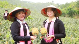 Xã Trịnh Tường: Vụ dứa năm 2026 mang về gần 10 tỷ đồng cho người dân