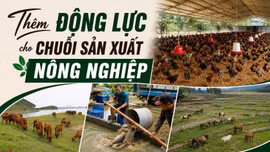 Thêm động lực cho chuỗi sản xuất nông nghiệp