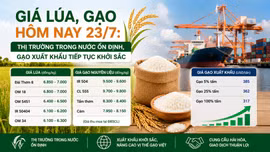 Giá lúa, gạo hôm nay 23/7: Thị trường trong nước ổn định, gạo xuất khẩu tiếp tục khởi sắc