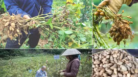 Tái sinh đất dốc, mở hướng sinh kế bền vững ở Bắc Hà