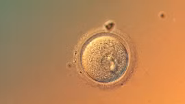 Lần đầu tiên chỉnh sửa gene phôi người với độ chính xác chưa từng có