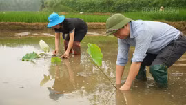 Trấn Yên khảo nghiệm các giống sen mới 