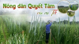  Nông dân Quyết Tâm vào vụ Tết