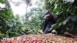 Việt Nam và sứ mệnh định hình lại 'bản đồ' càphê toàn cầu