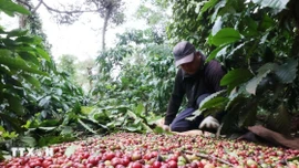 Việt Nam và sứ mệnh định hình lại 'bản đồ' càphê toàn cầu