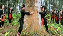 Cây quế nâng tầm, cuộc sống vùng cao Lào Cai thay đổi