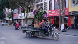 Tiểu thương phường Lào Cai tất bật đưa hoa ra chợ Tết