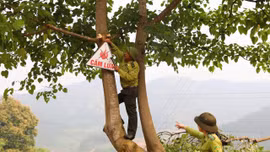 Phường Nghĩa Lộ tăng cường phòng cháy, chữa cháy rừng