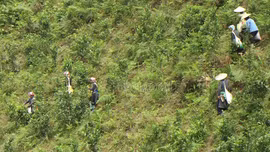 Bản Liền vào vụ chè xuân 