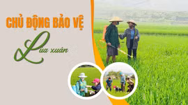 Chủ động bảo vệ lúa xuân