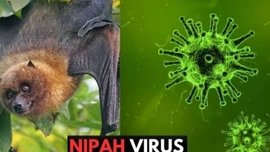 WHO xác nhận ca tử vong do virus Nipah ở Bangladesh
