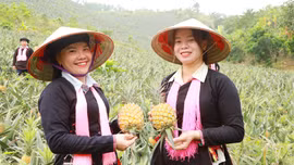 Xã Trịnh Tường: Vụ dứa năm 2026 mang về gần 10 tỷ đồng cho người dân