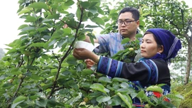 Mường Hum giảm hộ nghèo 5,6% nhờ phát triển sinh kế