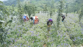 Đa dạng sinh kế nâng cao thu nhập cho người dân