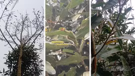 Xã Văn Bàn chủ động phòng trừ sâu bệnh hại cây trồng vụ xuân 2026