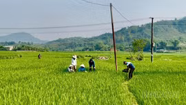 Từ nghị quyết đến hành động: Hợp Thành bứt tốc 2026