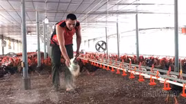 Quy Mông: Mô hình gà đệm lót sinh học thu nhập hàng trăm triệu đồng