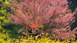 Say đắm sắc xuân rẻo cao qua ống kính nhiếp ảnh