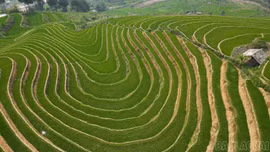 Đổi thay trên cánh đồng Tà Ghênh - từ bãi cỏ hoang thành miền no ấm