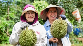 Việt Nam có thể vượt Thái Lan, thành nước xuất khẩu sầu riêng lớn nhất thế giới