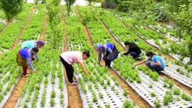 Lùng Phình: Nhiều hộ dân thoát nghèo và làm giàu từ cây dược liệu
