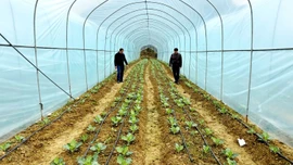 Trồng rau an toàn hướng mới giảm nghèo bền ở xã Lùng Phình