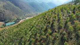 Làm giàu từ mô hình trồng bạch đàn Cự vĩ DH 32-29 trên đất đồi Bảo Hà