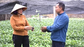 Ươm cây quế giống mang lại thu nhập cao cho gia đình chị Vũ Hải Yến, thôn Đồng Sâm và tạo thêm việc làm cho lao động địa phương.