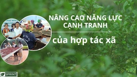 Nâng cao năng lực cạnh tranh của hợp tác xã 