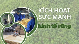 Kích hoạt sức mạnh kinh tế rừng