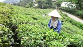 Siết chặt quản lý vật tư nông nghiệp để bảo vệ nền sản xuất bền vững