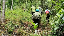 Lực lượng kiểm lâm phối hợp cùng người dân tuần tra bảo vệ rừng tại Khu bảo tồn loài và sinh cảnh Mù Cang Chải.