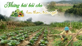 Những bãi bồi cho hoa thơm, trái ngọt