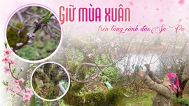 Giữ mùa xuân trên từng cành đào Sa Pa