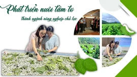 Phát triển nuôi tằm tơ thành ngành nông nghiệp chủ lực