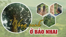 “Vàng xanh” ở Bảo Nhai