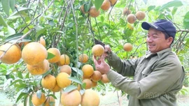 Động lực chuyển đổi sản xuất nông nghiệp hàng hóa