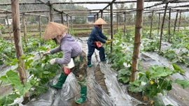 Liên Sơn chuyển đổi cây trồng tạo đột phá cho nông nghiệp